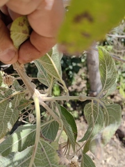 Lippia substrigosa