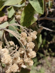Lippia substrigosa