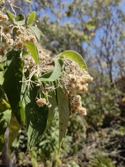 Lippia substrigosa