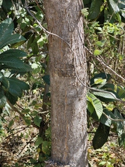Lippia substrigosa