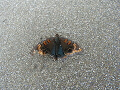 Junonia genoveva hilaris
