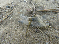 Erythrodiplax nigricans