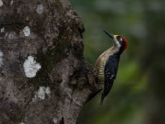 Melanerpes pucherani