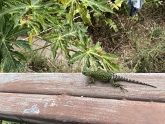 Sceloporus malachiticus