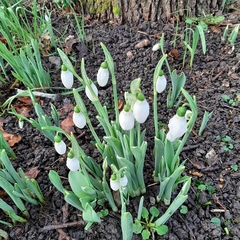 Galanthus elwesii