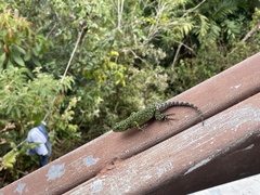 Sceloporus malachiticus