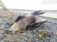 Caracara plancus plancus