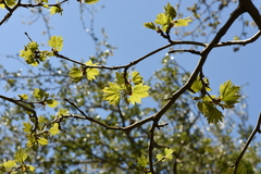 Platanus orientalis