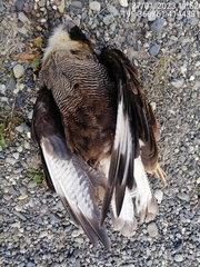 Caracara plancus plancus