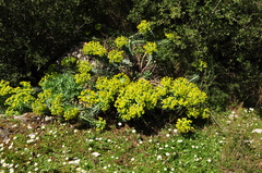 Euphorbia rigida