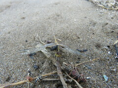Erythrodiplax nigricans