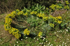 Euphorbia rigida