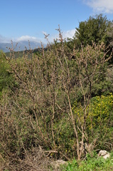 Pistacia terebinthus