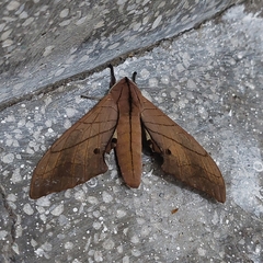Marumba cristata