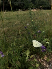 Pieris napi