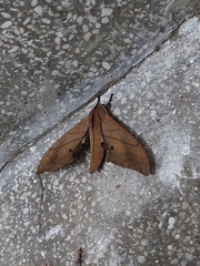 Marumba cristata