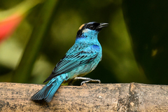 Chalcothraupis ruficervix