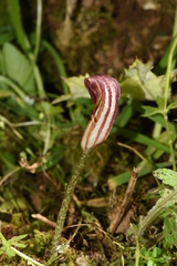 Arisarum vulgare vulgare