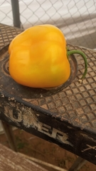 Capsicum pubescens