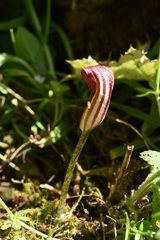 Arisarum vulgare vulgare