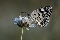 Melanargia larissa