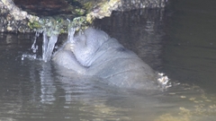 Trichechus