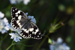 Melanargia larissa