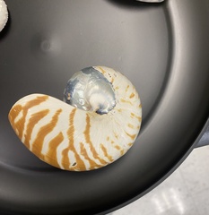 Nautilus