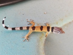 Sphaerodactylus homolepis