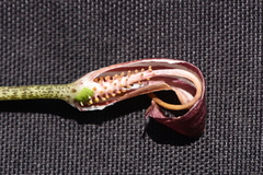Arisarum vulgare vulgare