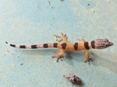 Sphaerodactylus homolepis