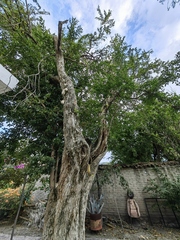 Parmentiera aculeata