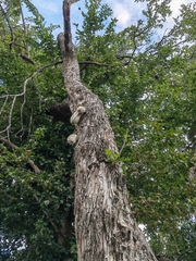 Parmentiera aculeata