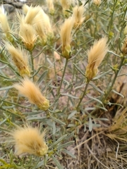 Baccharis paucicostata