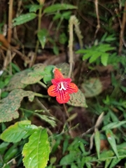 Kohleria