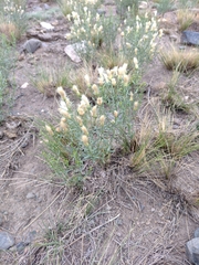 Baccharis paucicostata