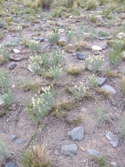 Baccharis paucicostata