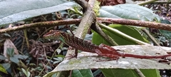 Anolis ventrimaculatus