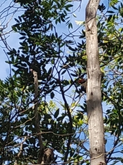 Dryocopus