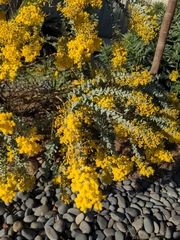 Acacia baileyana