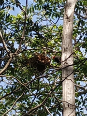 Dryocopus