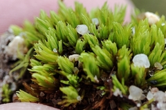 Tortella inclinata