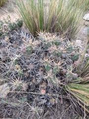 Maihueniopsis ovata