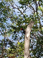 Dryocopus