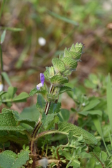 Salvia verbenaca