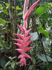 Heliconia vellerigera