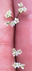 Spermolepis divaricata