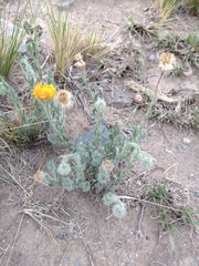 Hysterionica jasionoides