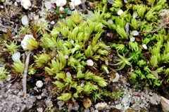Tortella inclinata