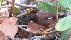 Acridotheres tristis tristis